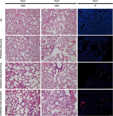 Integrated Analysis of microRNA-mRNA Expression in Mouse Lungs Infected With H7N9 Influenza Virus: A Direct Comparison of Host-Adapting PB2 Mutants